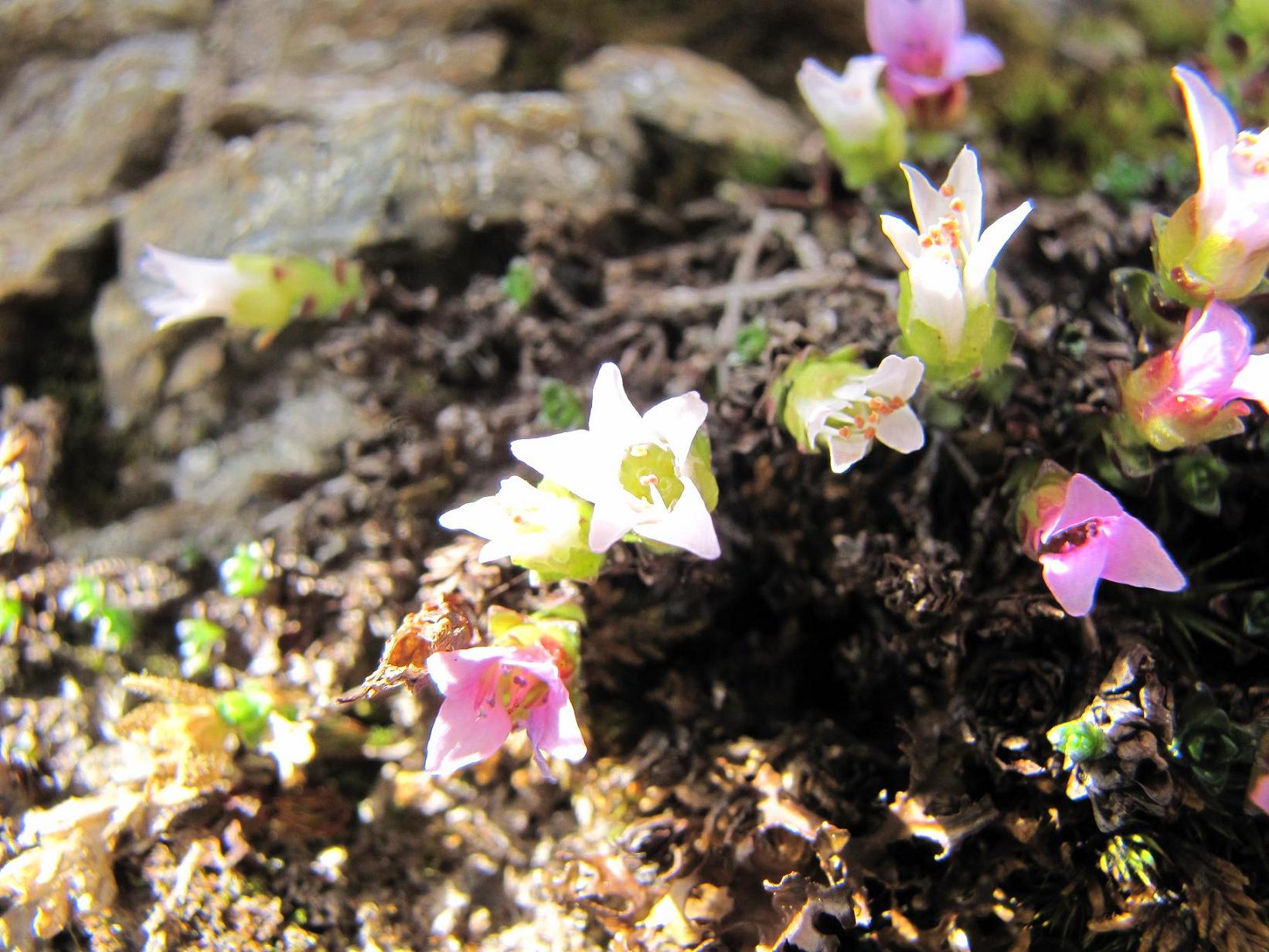 Saxifraga oppositifolia / Sassifraga a fg. opposte